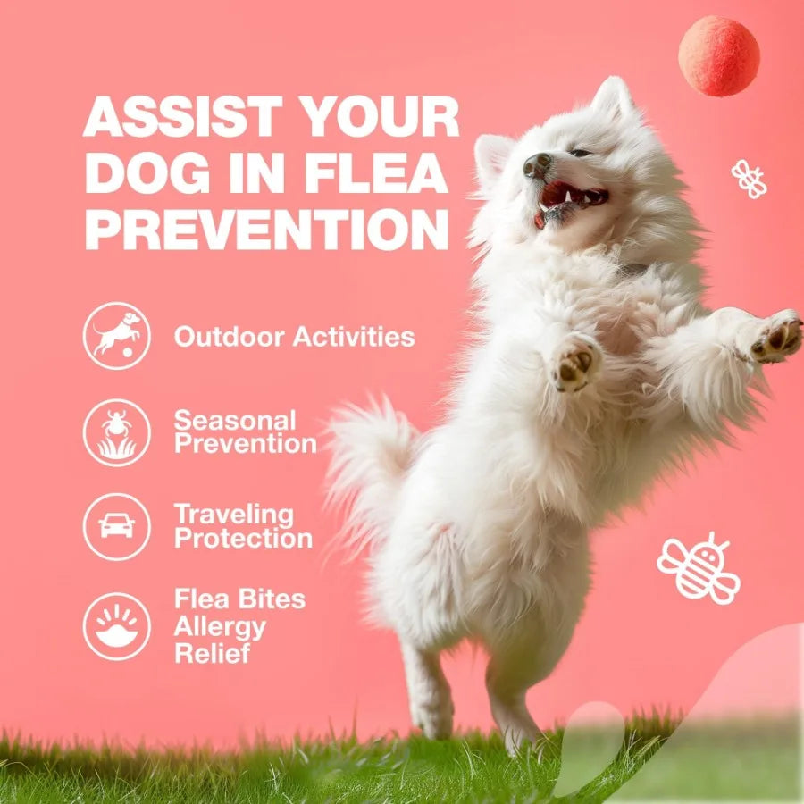 Dog Flea and Tick Treatment