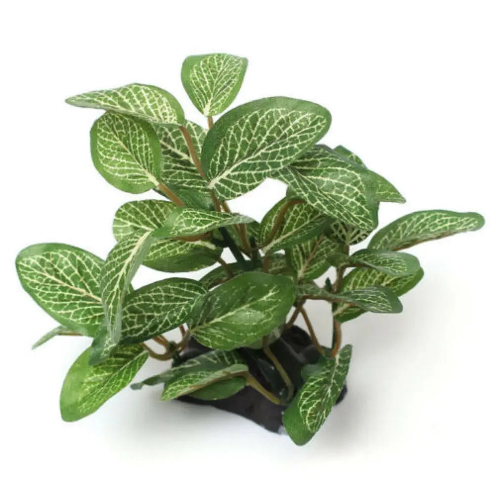 Fish Tank Plants