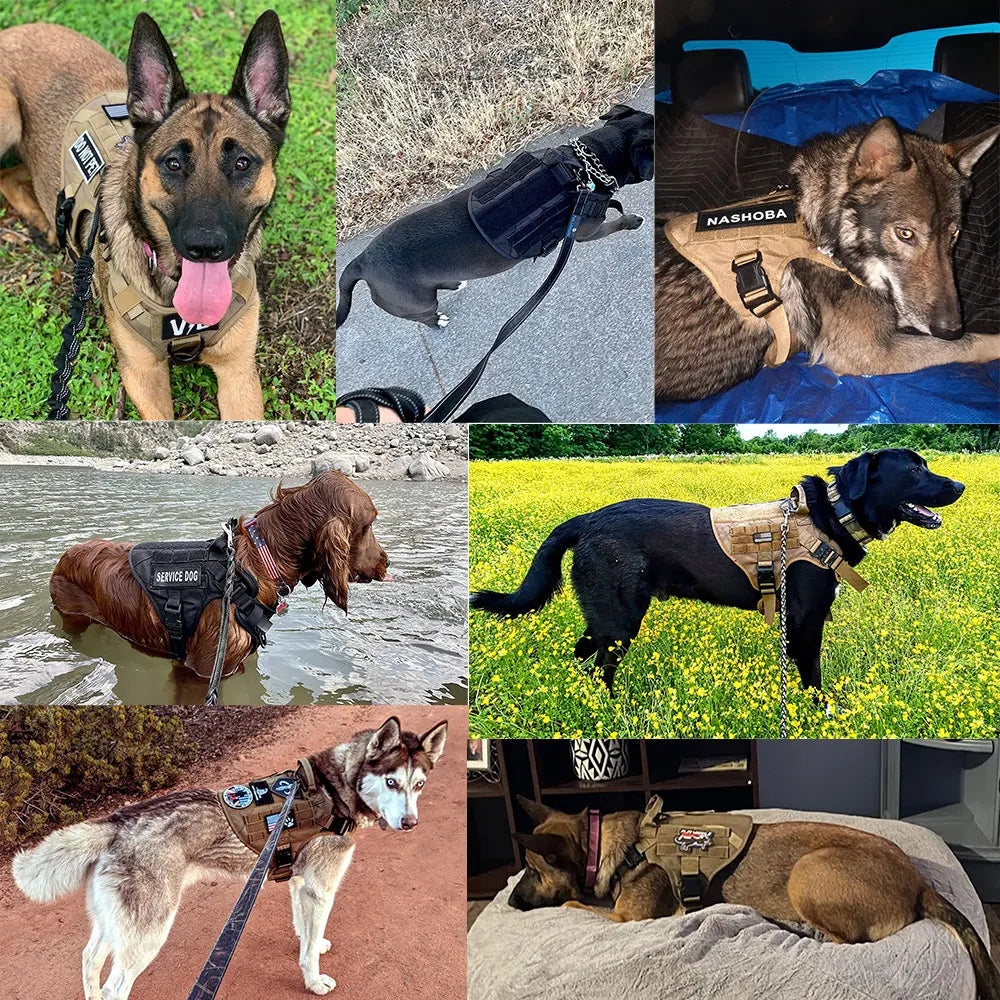 Dog Harness Collar Leash