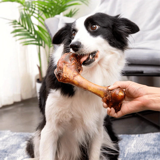 Large Cow Bone