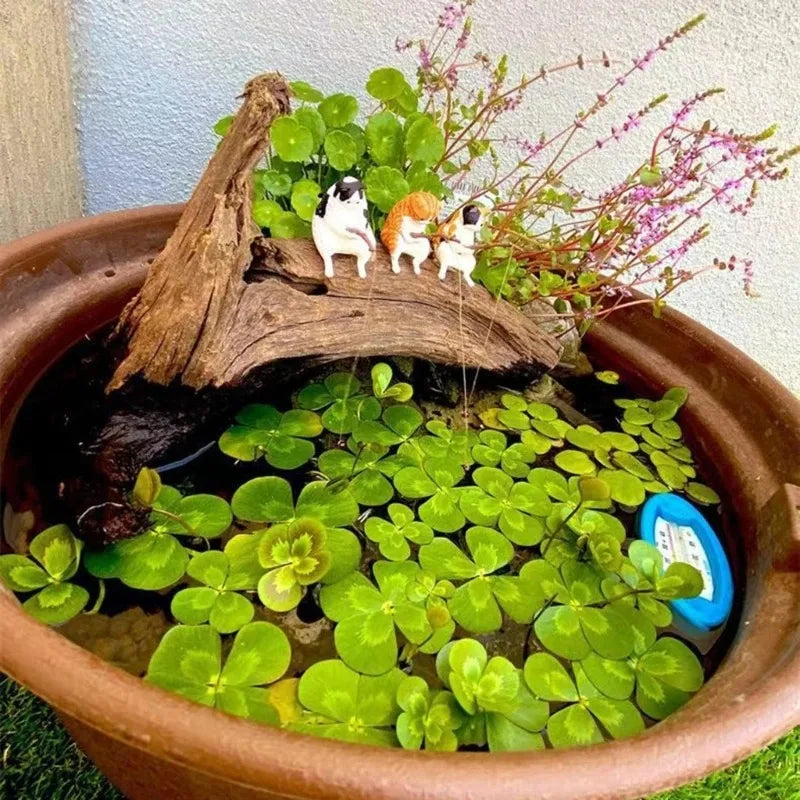 Aquarium Decoration
