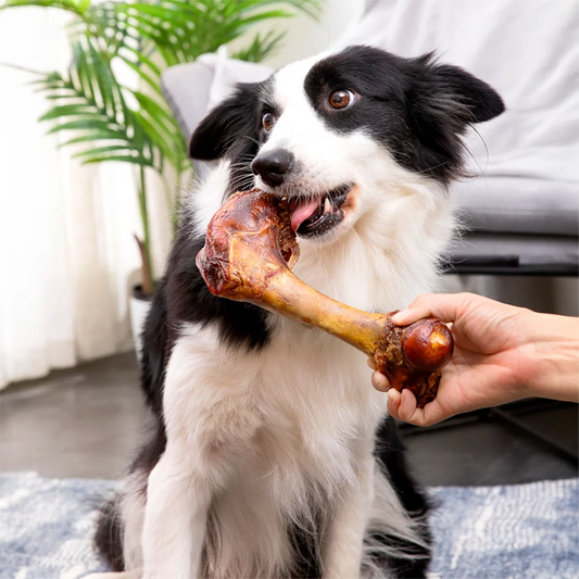 Large Cow Bone